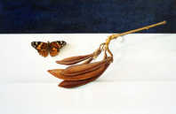 Wim Blom-Butterfly and seed pod
